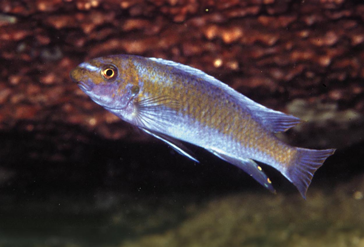 Labeotropheus trewavasae, Lion´s Cove