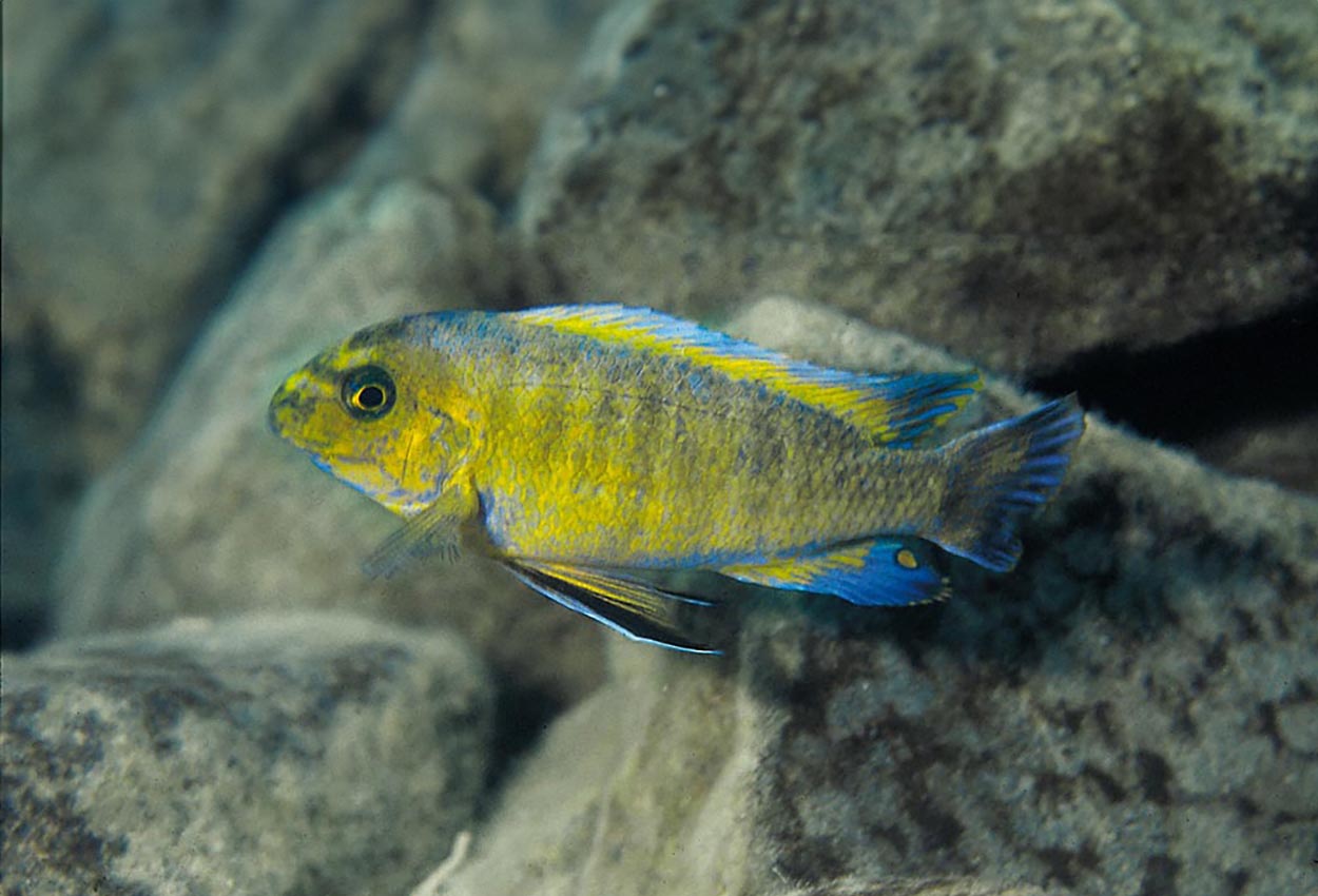 Labeotropheus trewavasae, Metangula