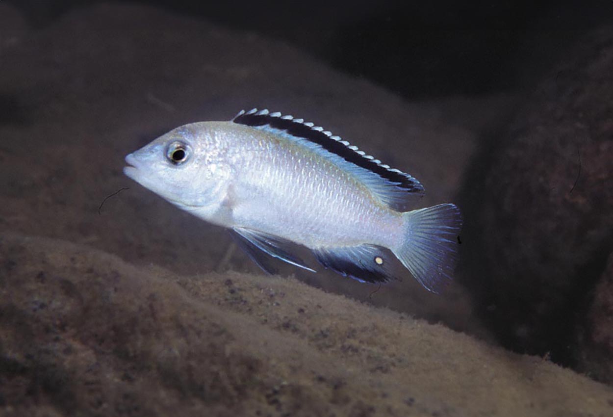 Labidochromis caeruleus, Nkhata Bay