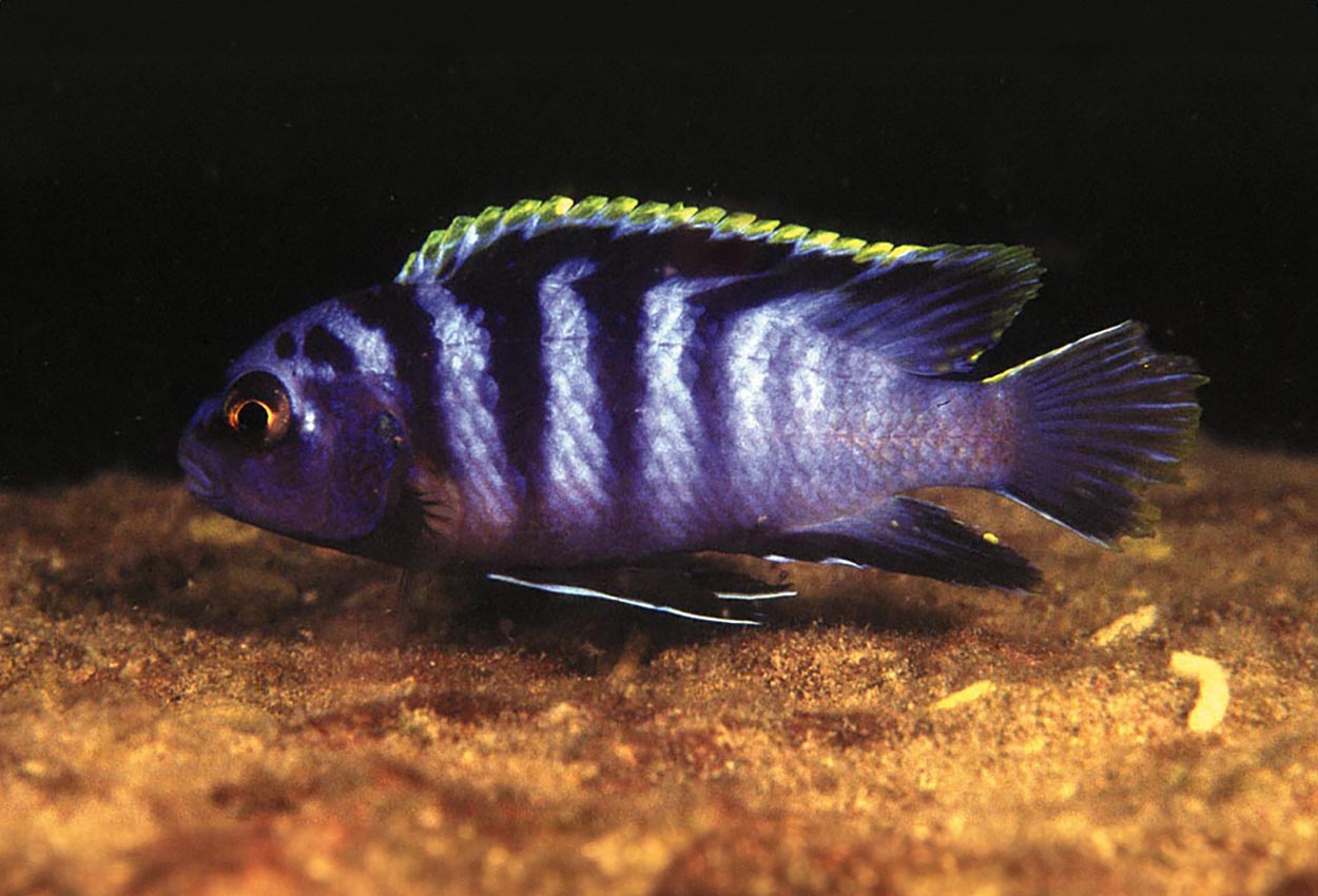 Labidochromis sp. 'mbamba', Mbamba Bay
