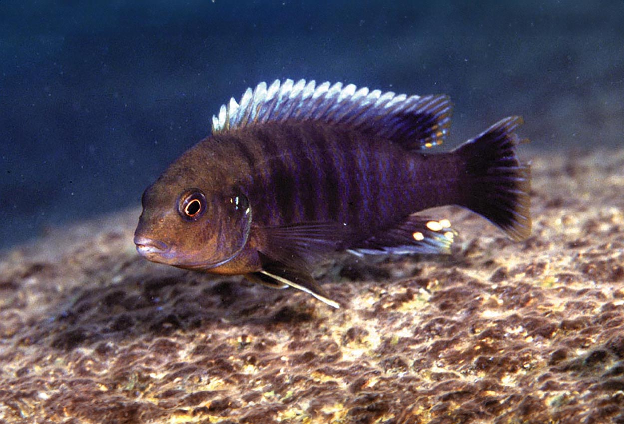 Labidochromis vellicans, Tsano Rock
