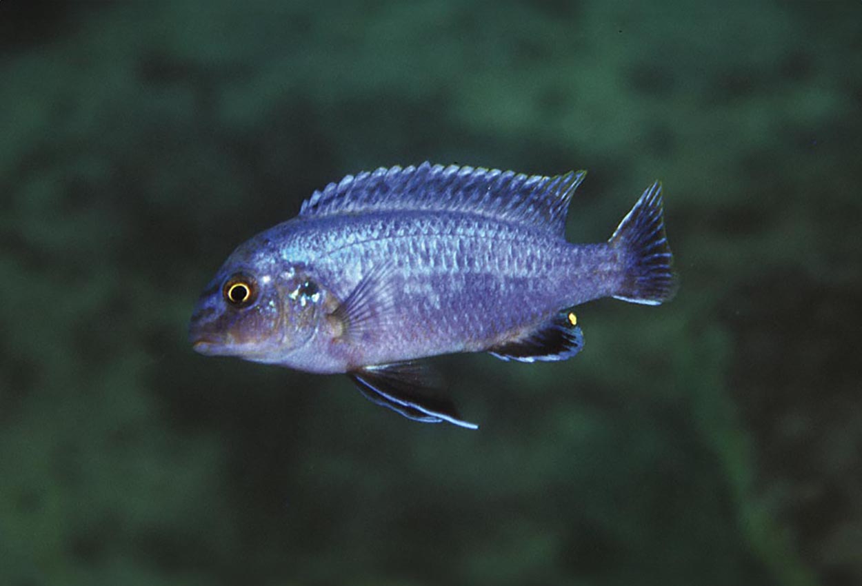 Melanochromis dialeptos, Lumessi