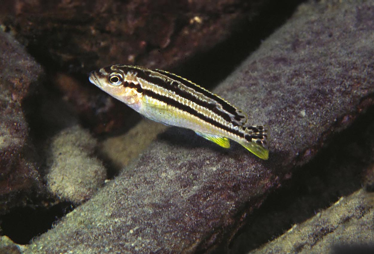 Melanochromis sp. 'auratus elongate', Chilucha Reef