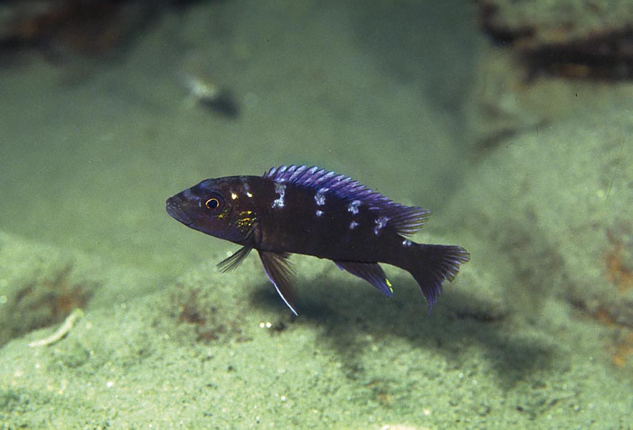 Melanochromis baliodigma, Chioelo