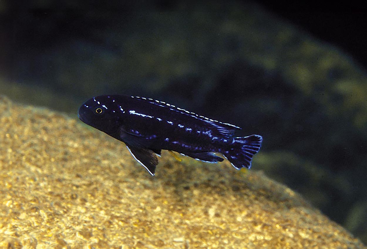 Melanochromis interruptus, Chizumulu