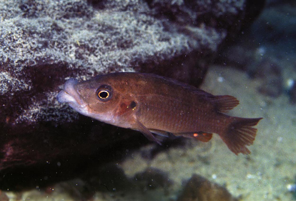 Abactochromis labrosus, Mbenji
