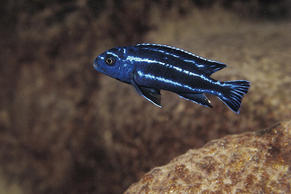 Pseudotropheus cyaneorhabdos, Likoma