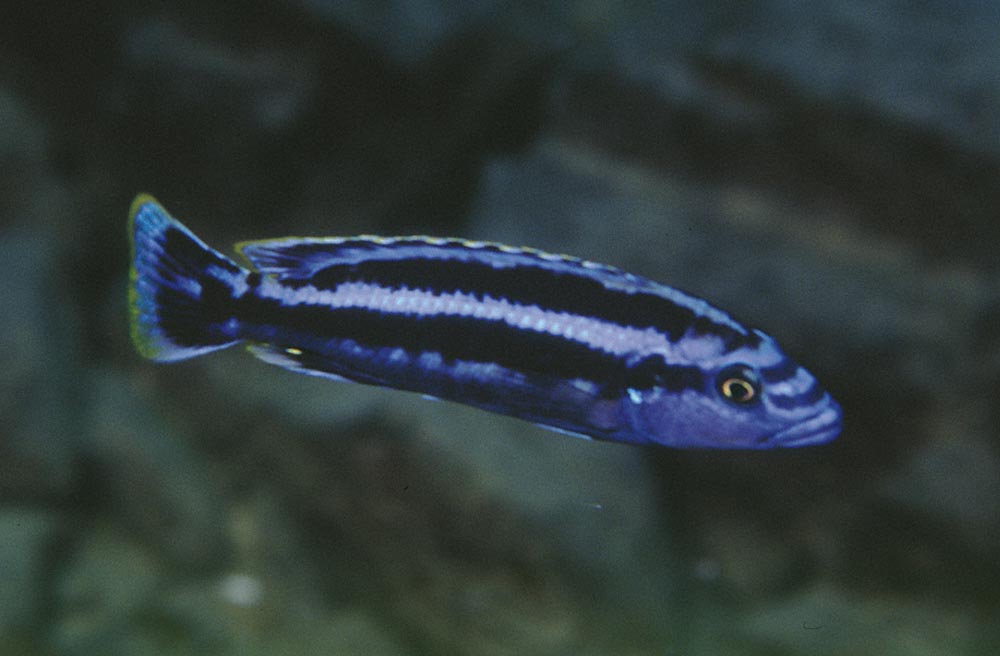 Melanochromis kaskazini, Lupingu