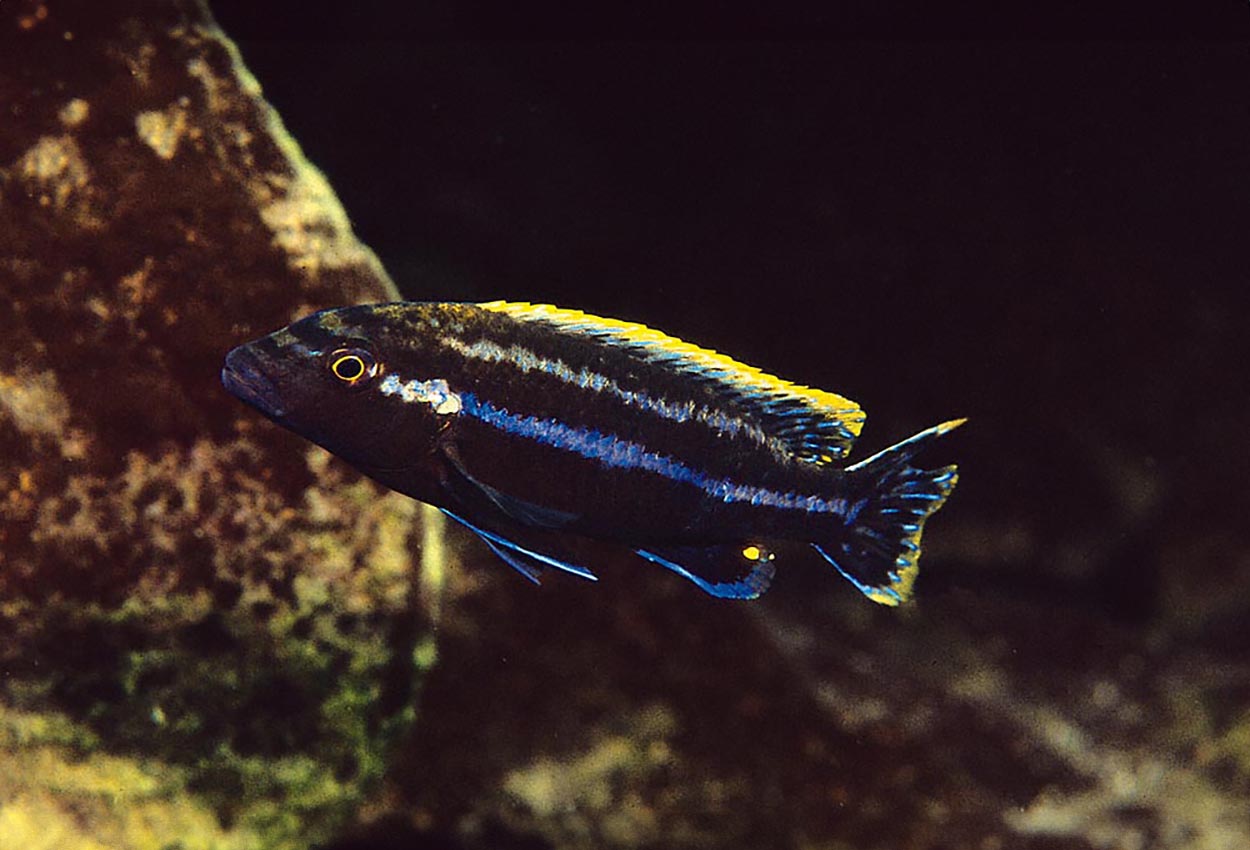 Melanochromis simulans,  Nkhungu Point