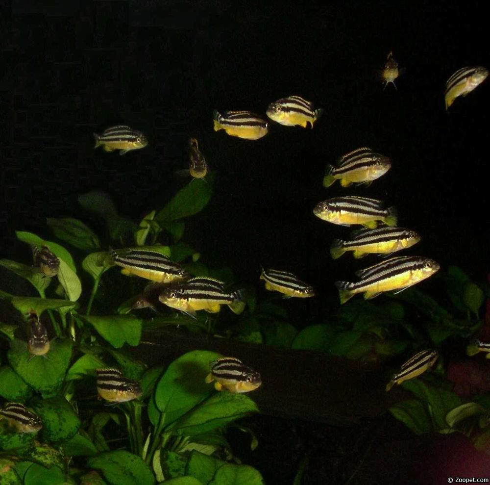 Melanochromis auratus (ungfisk)