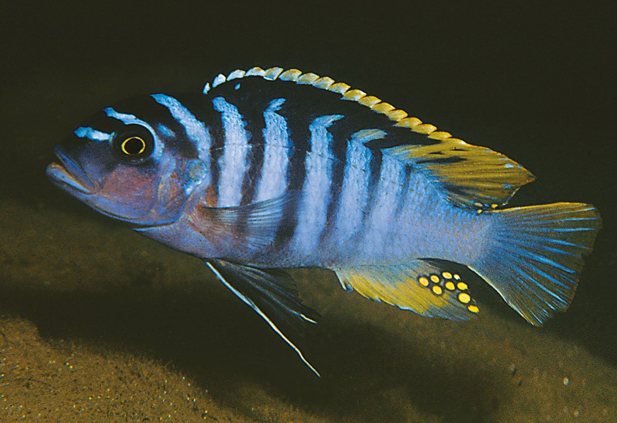 Metriaclima margimatum, Chia