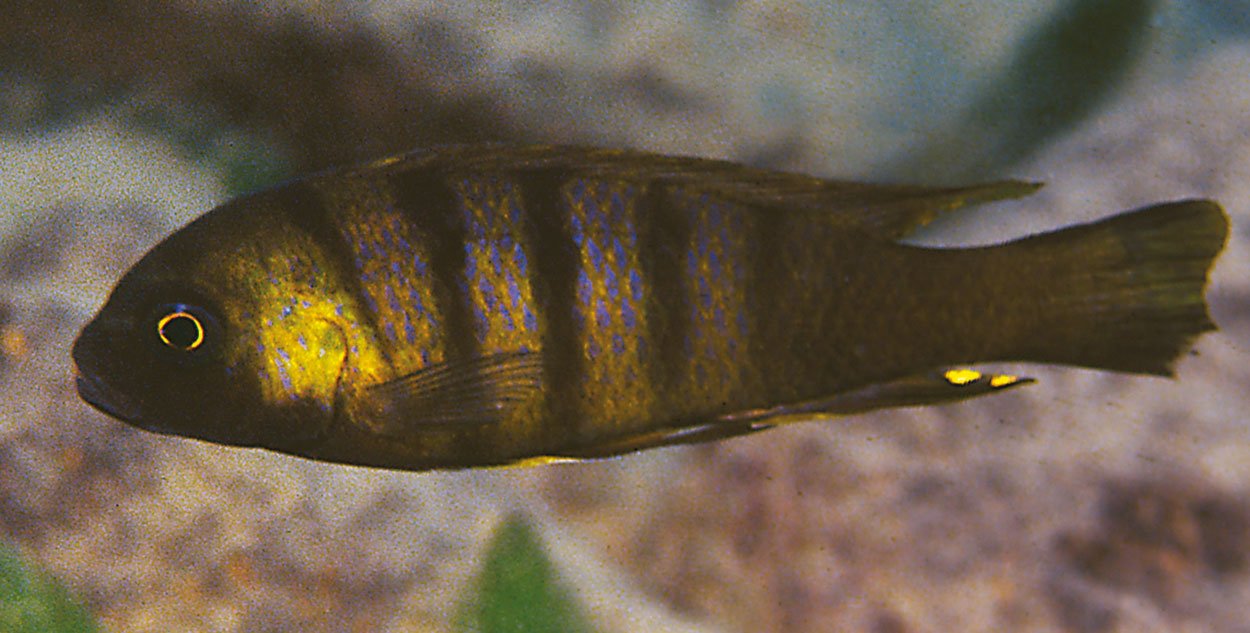 Metriaclima sp. 'mbweca', Cobwe