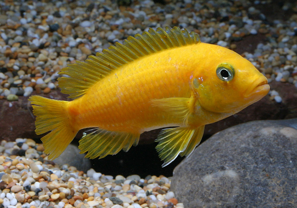Metriaclima sp. 'msobo', Magunga