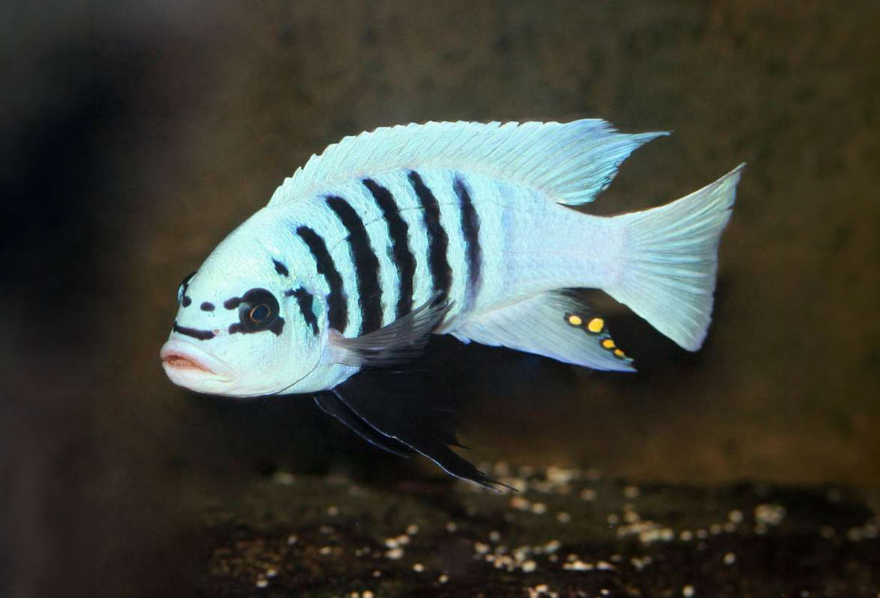 Metriaclima zebra "Maisoni Reef"