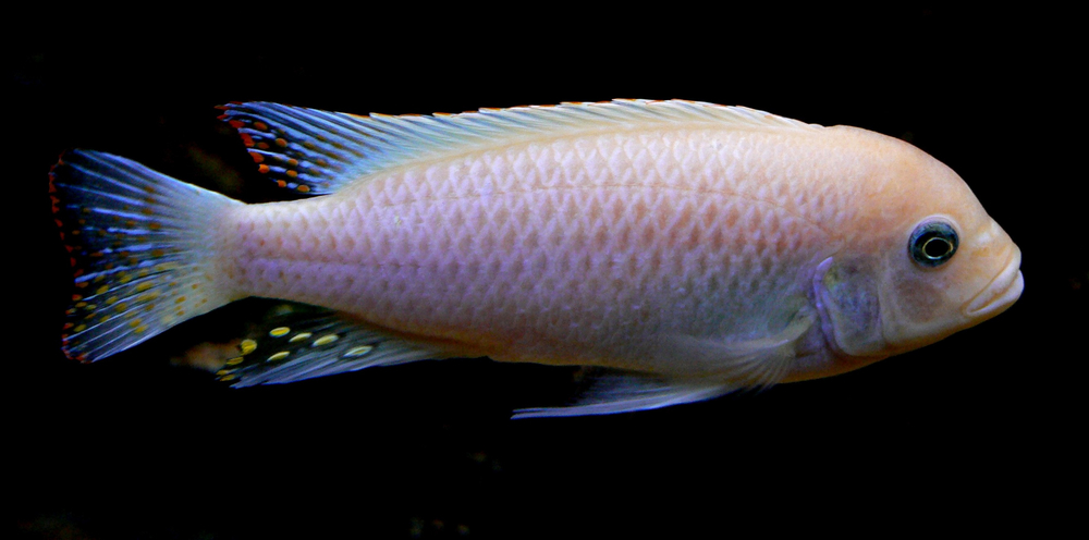 Metriaclima estherae