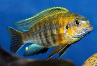 Tropheus sp. 'broad mouth', Crocodile Rocks