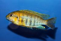 Tropheus sp. 'broad mouth', Crocodile Rocks