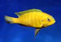 Tropheus sp. 'olive', Magunga