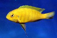 Tropheus sp. 'olive', Magunga