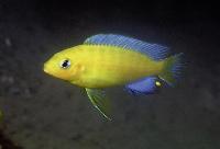 Metriaclima barlowi, Chidunga Rocks