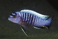 Metriaclima flavifemina, Thumbi West