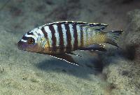 Metriaclima sp. "black dorsal nkolongwe" Nkolongwe