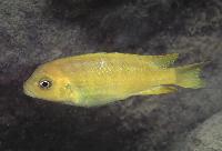 Metriaclima phaeos "Hai Reef" - hona