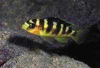 Pseudotropheus crabro, Gome