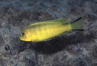 Pseudotropheus sp. "daktari", Hai Reef