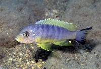 Pseudotropheus sp. "daktari", Chiwindi
