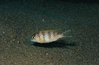 Pseudotropheus elegans, Luweya