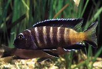 Pseudotropheus sp. "elongatus chailosi", Chitande