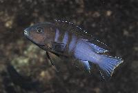 Chindongo bellicosus, Zimbawe Rock