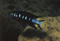 Pseudotropheus sp. "elongatus chewere", Chewere