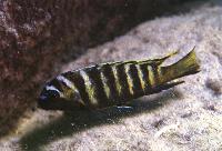 Metriaclima sp. 'elongatus goldbar', Likoma