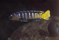 Pseudotropheus sp. "elongatus mbenji blue", Mbenji