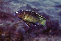 Pseudotropheus sp. "elongatus mbenji brown", Mbenji