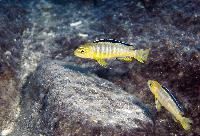 Pseudotropheus sp. "elongatus ornatus", Likoma