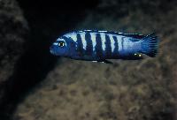 Pseudotropheus sp. "elongatus ornatus tanzania", Mbamba Bay