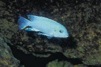Metriaclima estherae, Minos Reef (hane)