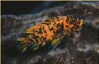 Metriaclima estherae, Minos Reef (hona)