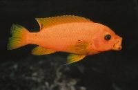 Metriaclima estherae, Minos Reef (hona)