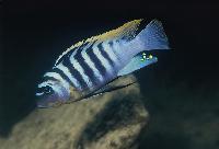 Metriaclima fainzilberi, Hongi