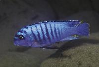 Metriaclima fainzilberi, Chiwindi