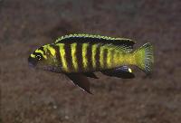 Pseudotropheus flavus, Chinyankwazi