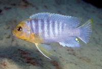 Metriaclima hajomaylandi, Chizumulu