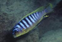 Metriaclima sp. "hajomaylandi pombo", Pombo Rocks