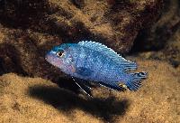 Pseudotropheus heteropictus, Chizumulu