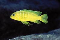 Pseudotropheus sp. 'kingsizei lupingu', Lupingu