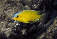 Tropheops macrophthalmus, Kirondo